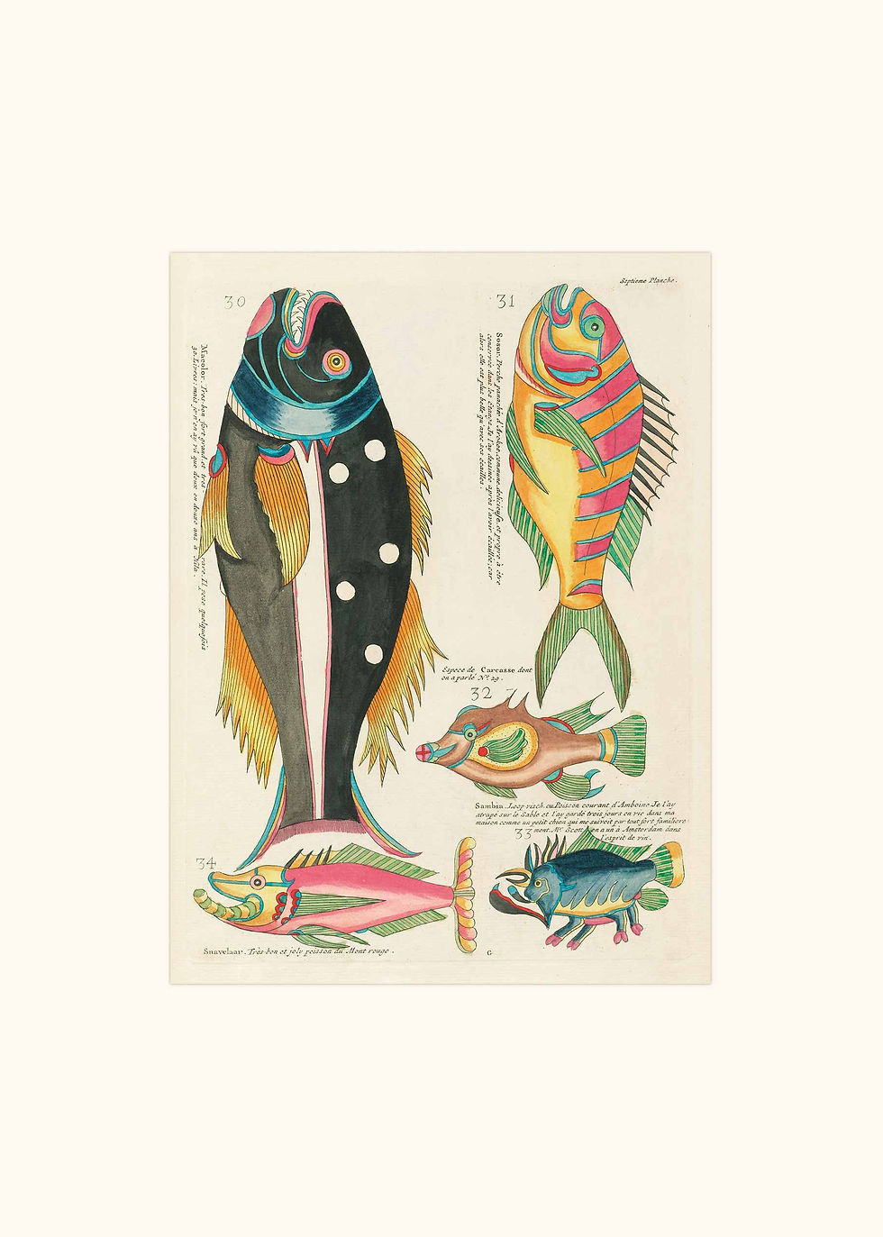 Miniaturebillede: Serie med farverige fisk
