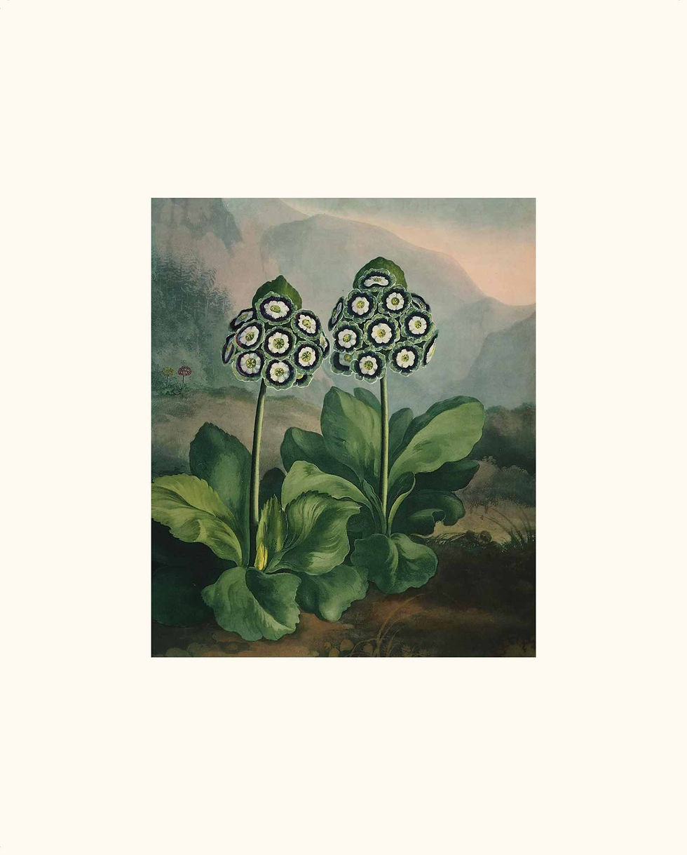 Miniaturebillede: Blomsterserie 1807   Nr. 1 - 9   (18 i alt)