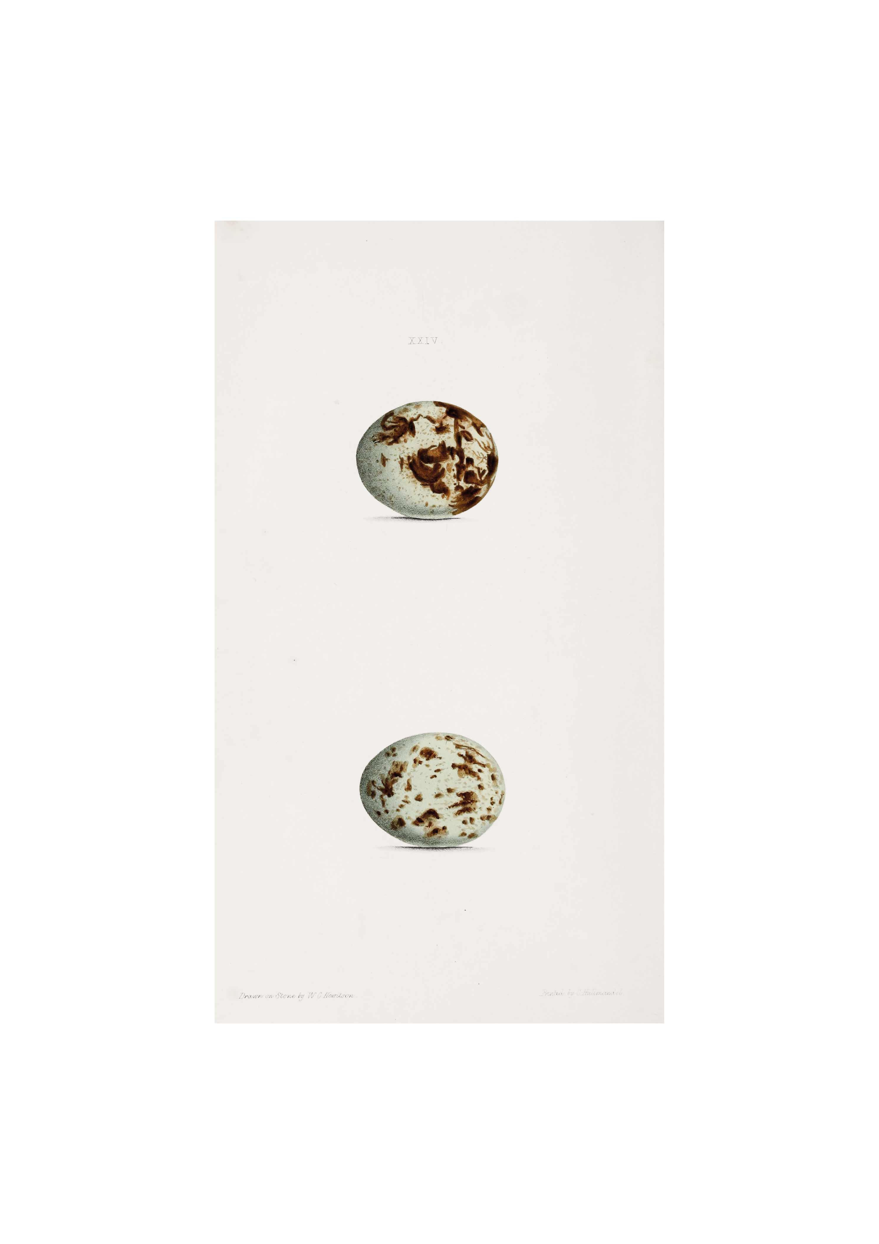 Æggeserie Ferdinand Nr. 4