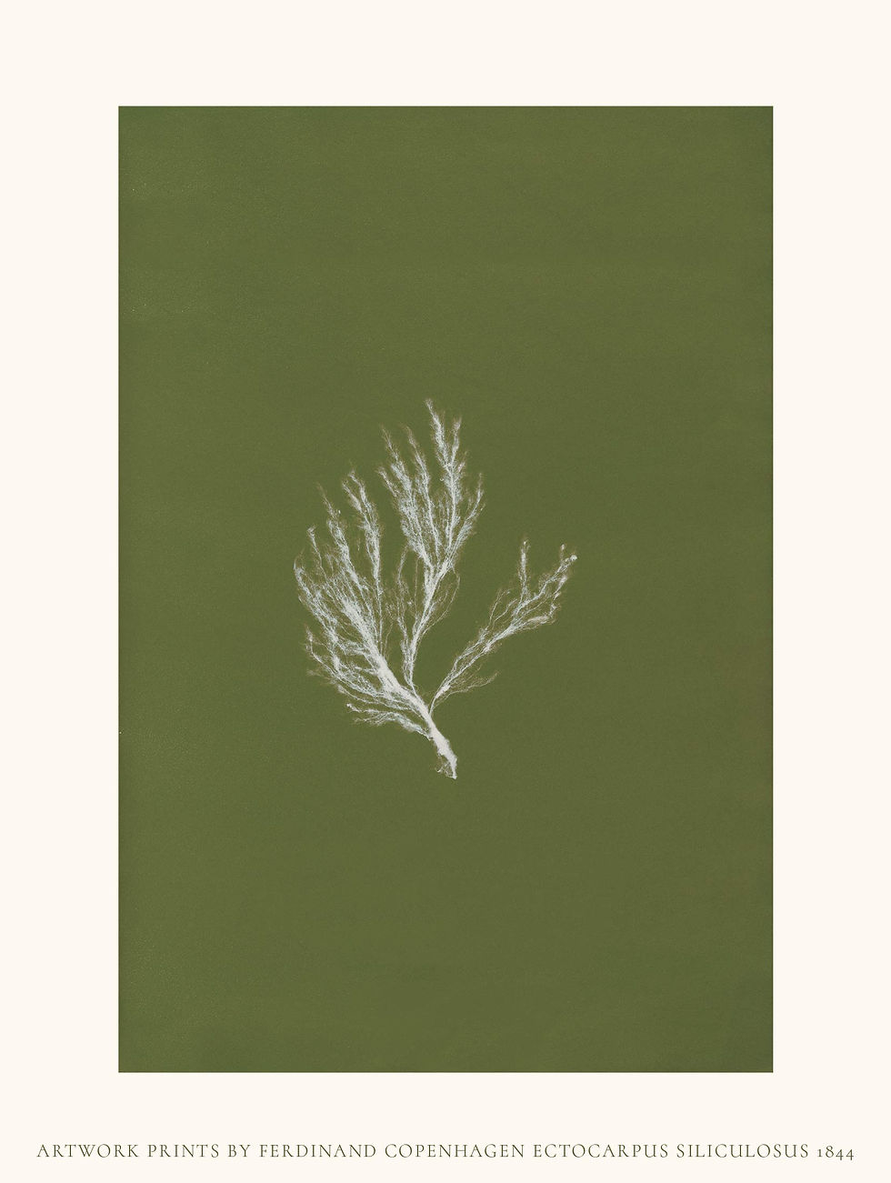 Miniaturebillede: Ectocarpus (Blå og Grøn version)