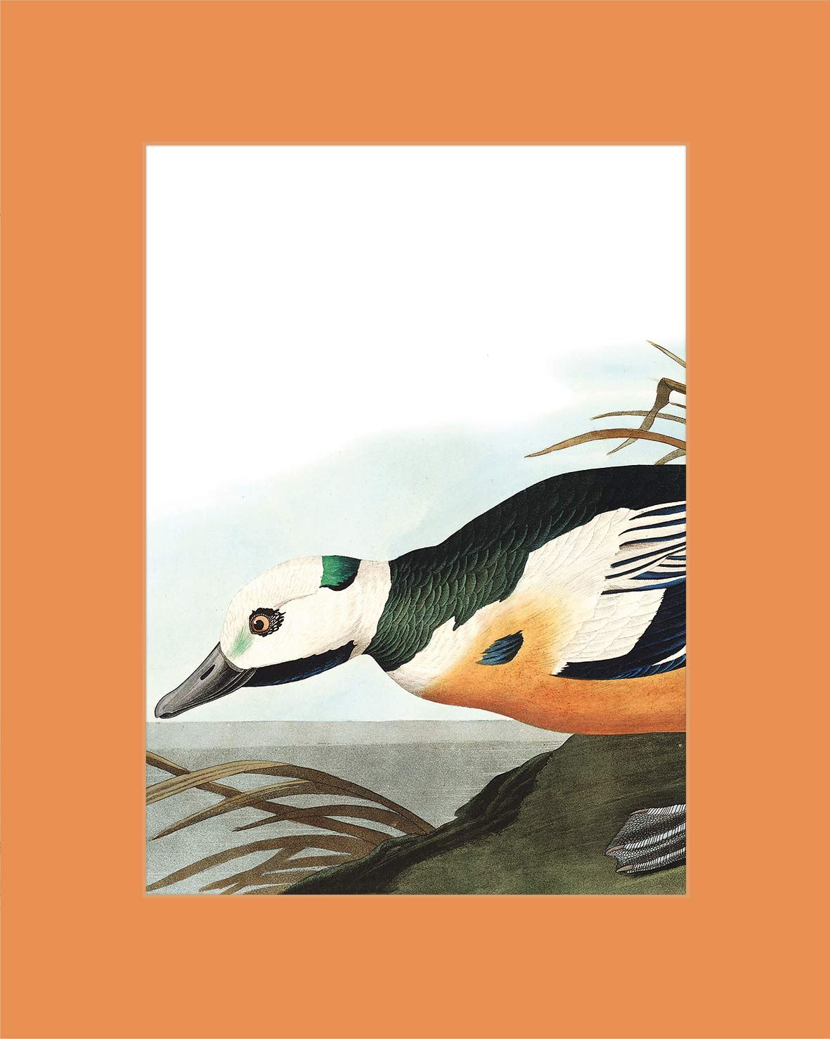 Fugle i Farver: Orange