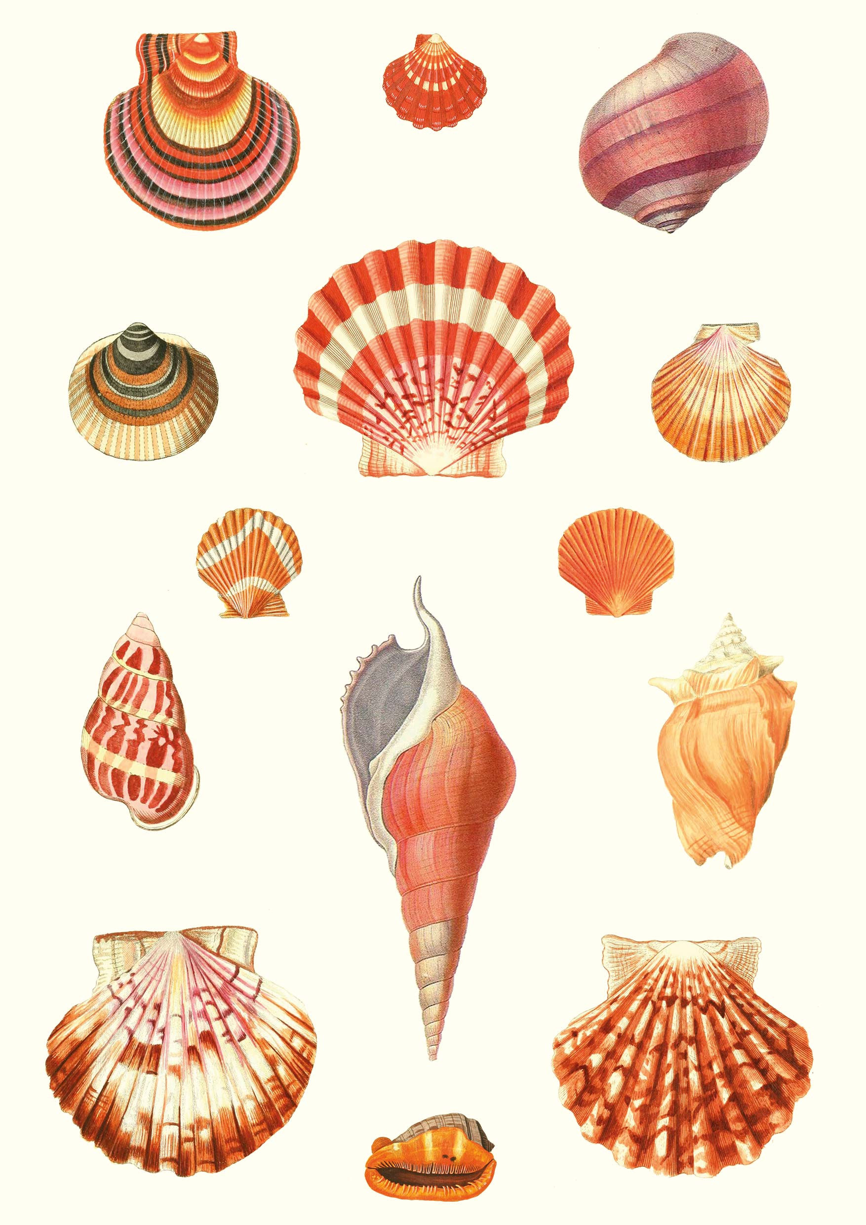 Shells: RØD