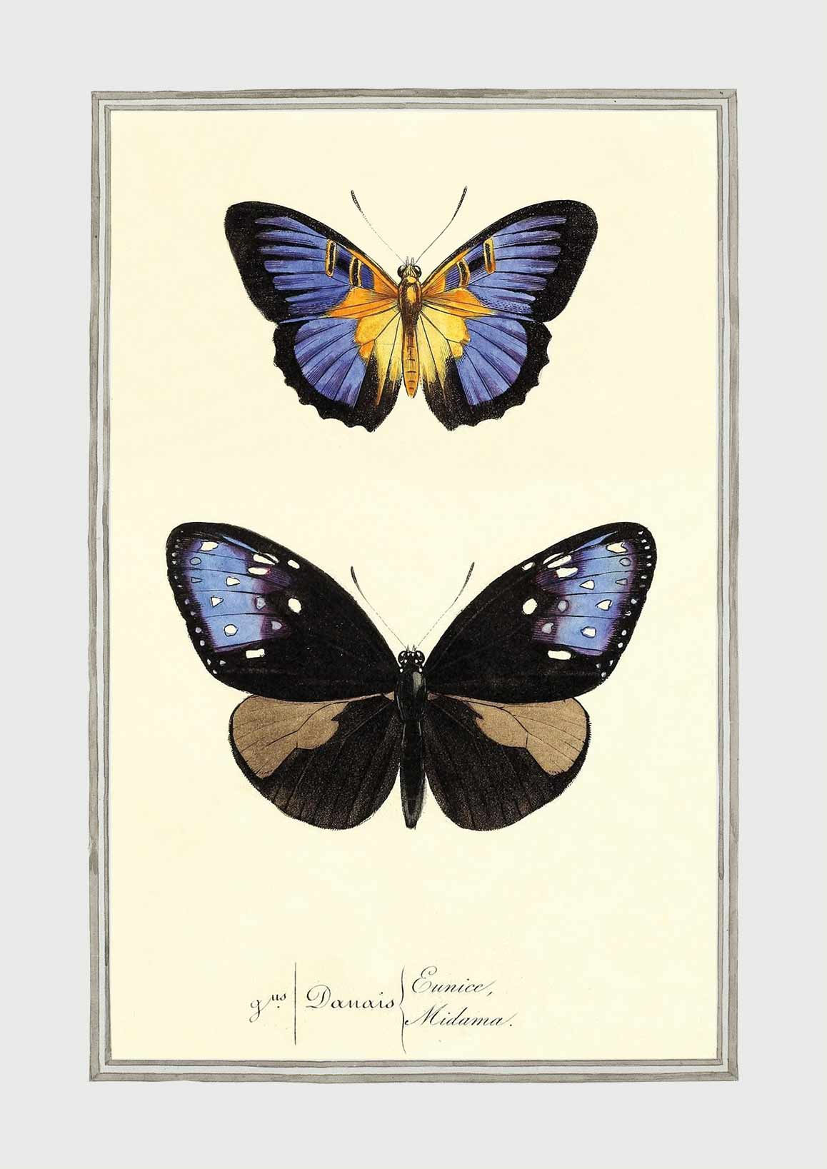 Sommerfugle Ferdinand Nr. I