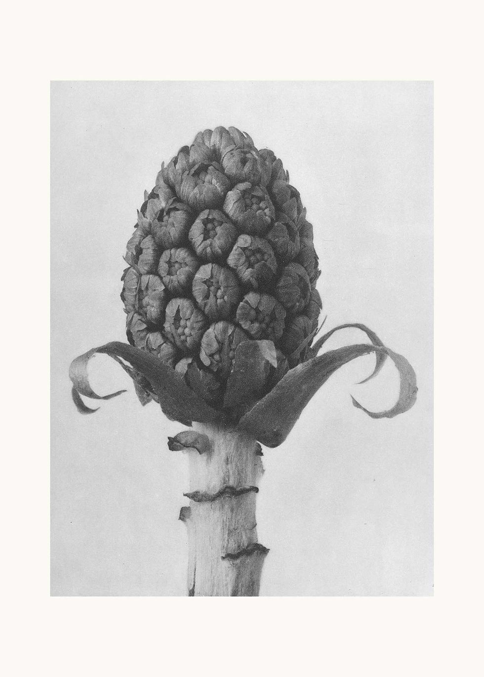 Miniaturebillede: Blossfeldt Serie 1-13