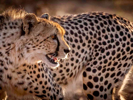 7 Weeks in Kruger:
Big Cat-tastic!