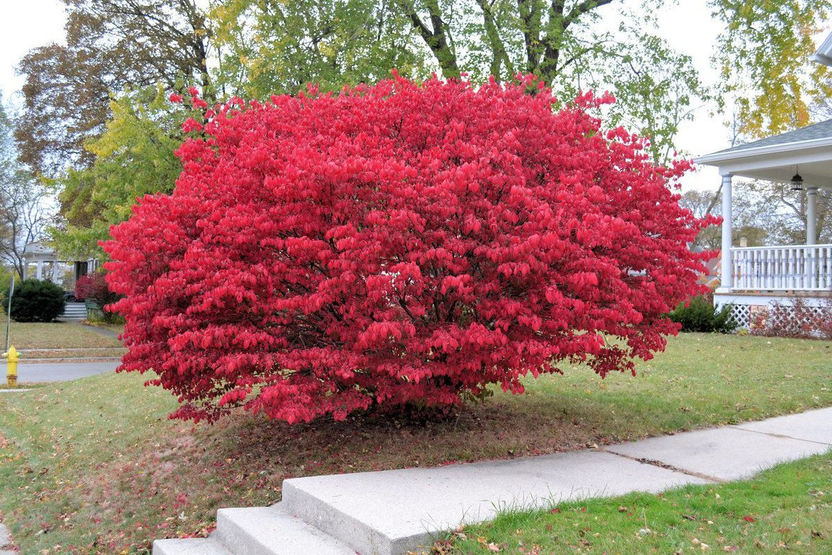 Бересклет Европейский