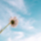 pexels-aaron-burden-2449543.jpg