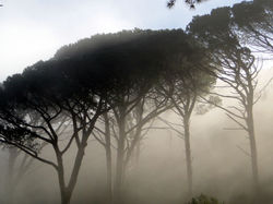 capetown-mist
