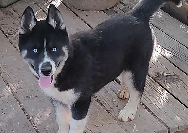 Sabella's female April26.jpg