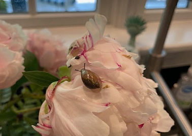 Picture of a flower with snail like a small organized space