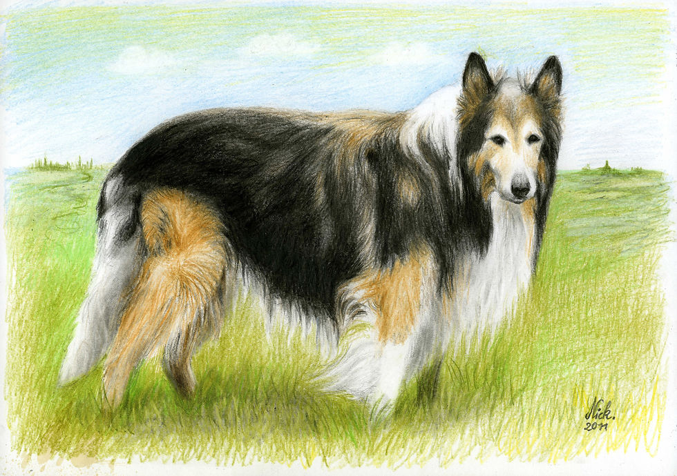 "Kolli" (Buntstift 2010)