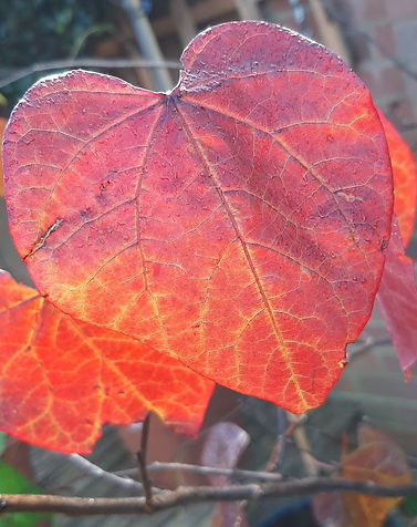 Red Heart leaves.jpg