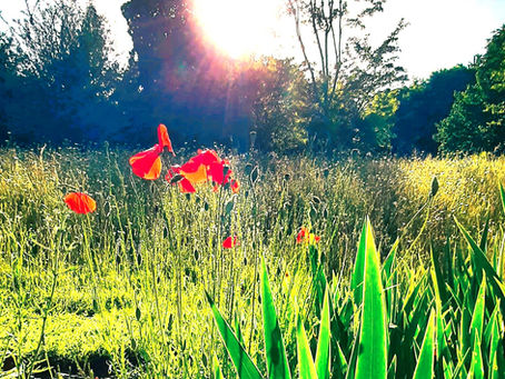 Welcome to the 'We Grow Together' Blog