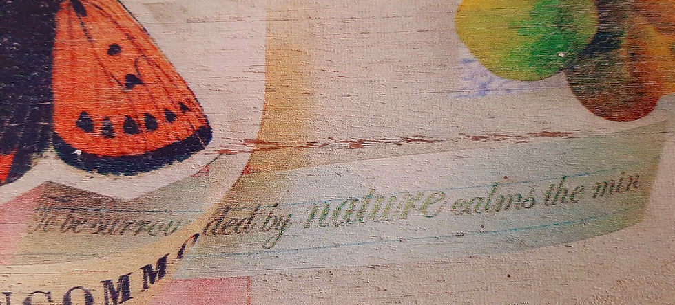 Butterfly Box.jpg