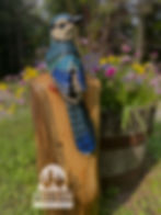 Blue Jay named Poppy