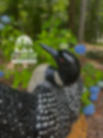 loon up close