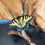 Thumbnail: Eastern Swallowtail