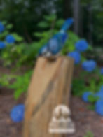 Blue Jay named Essie