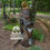 Thumbnail: golden eagle back view