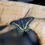 Thumbnail: Black Swallowtail