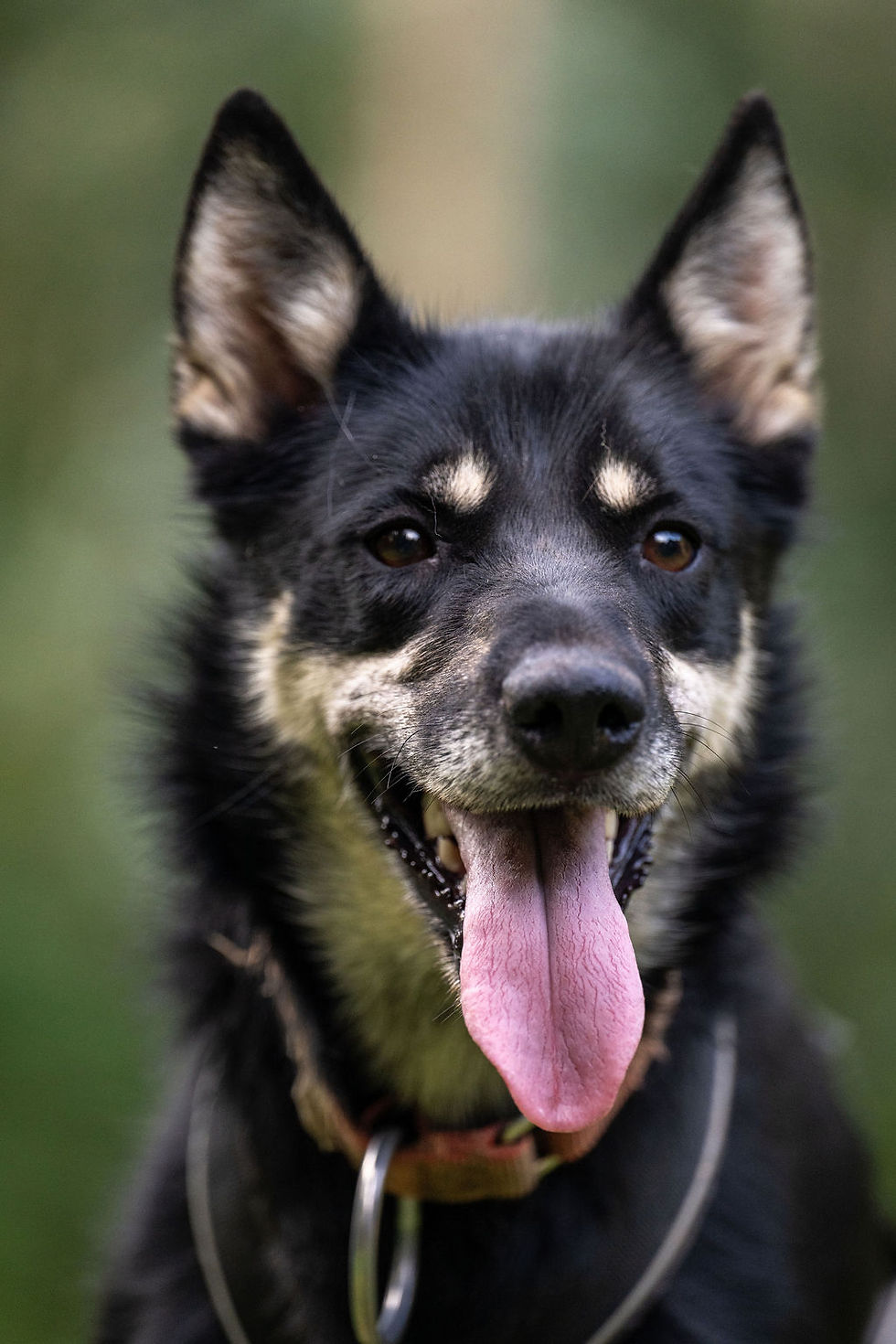 ©WhitneyMcLaren_2025_HonkyTonkKennel-5373