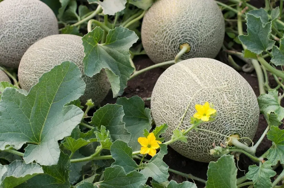 Fruit: Cantaloupe - Fremont VV