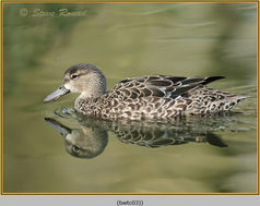 Blue-winged Teal, Anas discors, duck, female, water 