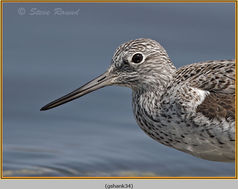 Bird, Wader, Greenshank, Tringa nebularia