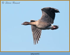 Bird, Pink-footed Goose, Anser brachyrhynchus