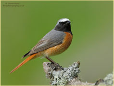 Bird, Common Redstart, Phoenicurus phoenicurus, passerine 143