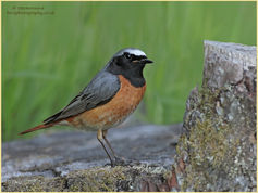Bird, Common Redstart, Phoenicurus phoenicurus, passerine 137