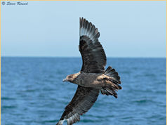 Bird, Great Skua, Stercorarius skua 41