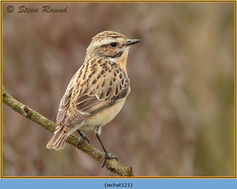 Whinchat, Saxicola rubetra, bird 121