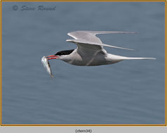 Common Tern, Sterna hirundo, bird 34