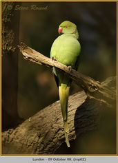 Bird, Ring-necked Parakeet, Psittacula krameri 2