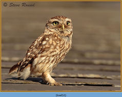 Bird, Little Owl, Athene noctua 52