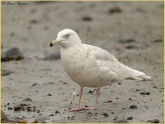iceland-gull-20.jpg