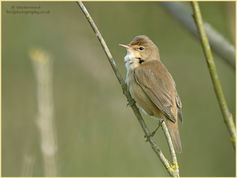 Reed Warbler, Acrocephalus scirpaceus, bird 27