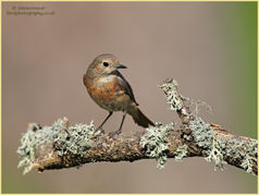 Bird, Common Redstart, Phoenicurus phoenicurus, passerine 130