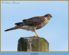 Bird, Sparrowhawk, Accipiter nisus, Hawk, Raptor 53