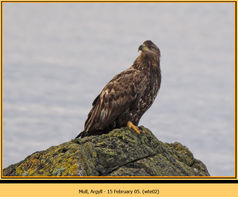 Bird, White-tailed Eagle, Haliaetus albicilla