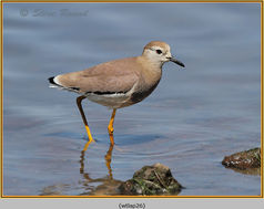 Bird, Plover, White-tailed Lapwing, Vanellus leucurus 26