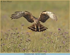 Montagu's Harrier, Circus pygargus, bird, raptor 4