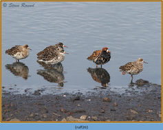 Bird, Ruff, Reeve, Philomachus pugnax, Wader 26