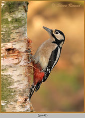 Great-spotted Woodpecker, Dendrocopos major 45