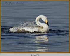 Whooper Swan, Cygnus cygnus, bird 33