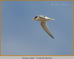 Little Tern, Sterna albifrons, bird 10