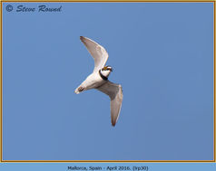 Bird, Little Ringed plover, Charadrius dubuis 30