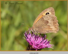 Meadow Brown Butterfly, Maniola jurtina
