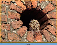 Bird, Little Owl, Athene noctua 44